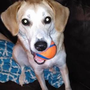 Meet your Posher, Penny